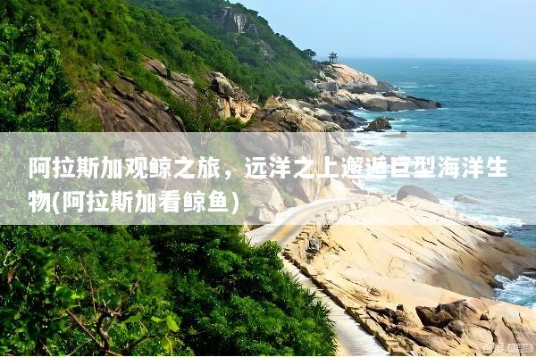 阿拉斯加观鲸之旅，远洋之上邂逅巨型海洋生物(阿拉斯加看鲸鱼)