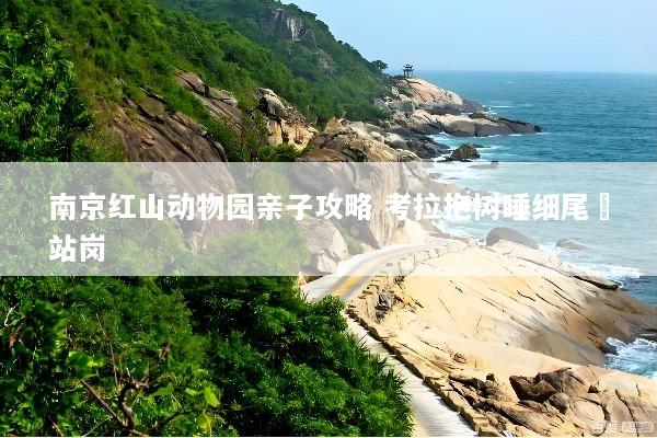 南京红山动物园亲子攻略 考拉抱树睡细尾獴站岗