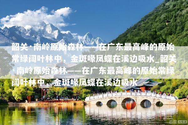 韶关·南岭原始森林——在广东最高峰的原始常绿阔叶林中，金斑喙凤蝶在溪边吸水_韶关·南岭原始森林——在广东最高峰的原始常绿阔叶林中，金斑喙凤蝶在溪边吸水