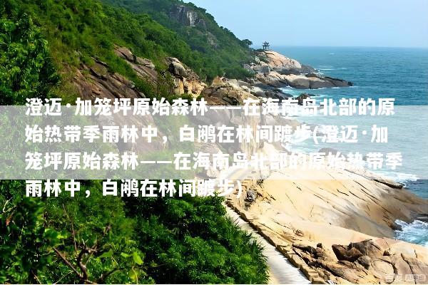 澄迈·加笼坪原始森林——在海南岛北部的原始热带季雨林中，白鹇在林间踱步(澄迈·加笼坪原始森林——在海南岛北部的原始热带季雨林中，白鹇在林间踱步)